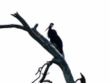 Storms Stork (Ciconia stormi)