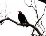 Common Hill Myna (Gracula religiosa)