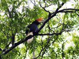 Rhinoceros Hornbill (Buceros rhinoceros)