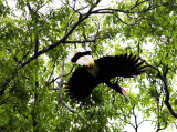 Rhinoceros Hornbill (Buceros rhinoceros)