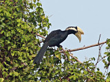 Black Hornbill (Anthracoceros malayanus)