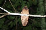 Large Frogmouth (Batrachostomus auritus)