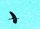 Storms Stork (Ciconia stormi)