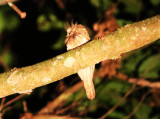 Birds on Borneo 2018