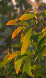 a wattle (Acacia sp)