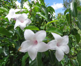 pretty flower, nasty weed