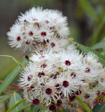 Red-throated Bloodwood