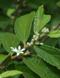 Dogs Balls (Grewia retusifolia)