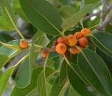 a rock fig (Ficus sp)