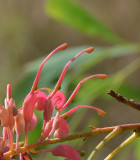 Pink Grevillea (Grevillea decurrens)