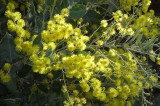 Mt Morgan Wattle (Acacia podalyriifolia)