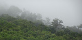 rainforest mist