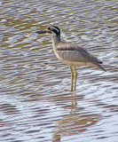 Beach Stone-curlew