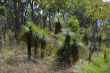 woodland with grass-trees