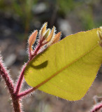Leichhardts Yellowjacket (Corymbia leichhardtii)