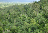 Girramay National Park forestscape