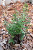 Rock Fern (Cheilanthes sp)