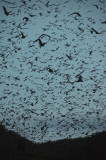 Little Red Flying-foxes