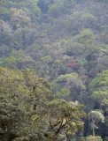 montane rainforest