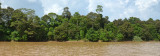 riparian rainforest