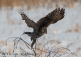 Great Gray Owl-1478.jpg