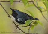 Black-throated Blue Warbler (male)-5538.jpg