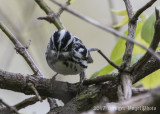 Black-and-White Warbler (male)-5248.jpg