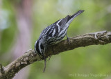 Black-and-White Warbler (male)-5306.jpg