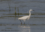 Little Egret-6553.jpg