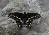 Black Swallowtail (male)-6730.jpg