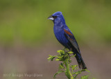 Blue Grosbeak (male)-7819.jpg