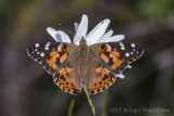 Painted Lady-8416.jpg