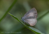 Summer Azure-1295.jpg