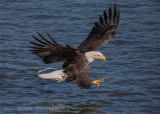 Bald Eagle-4229.jpg