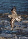 Sanderling-4054.jpg