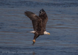 Bald Eagle-4445.jpg