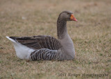 Toulouse Goose-6047.jpg