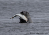 Harbor Seal-3017.jpg