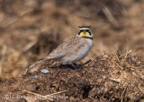 Horned Lark-4086.jpg