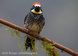 Acorn Woodpecker-5919.jpg