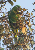 Mealy Parrot-4641.jpg