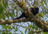 Mantled Howler Monkey (male)-5277.jpg