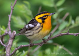 Blackburnian Warbler (8)