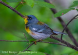 Northern Parula (7)