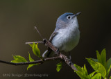 Blue-gray Gnatcatcher (8)