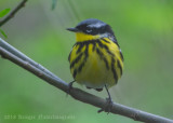Magnolia Warbler (9)