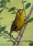 Wilson's Warbler (4)