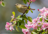 Tennessee Warbler (2)
