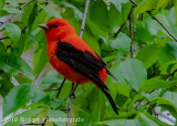 Scarlet Tanager (8)