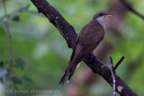 Yellow-billed Cuckoo (3)